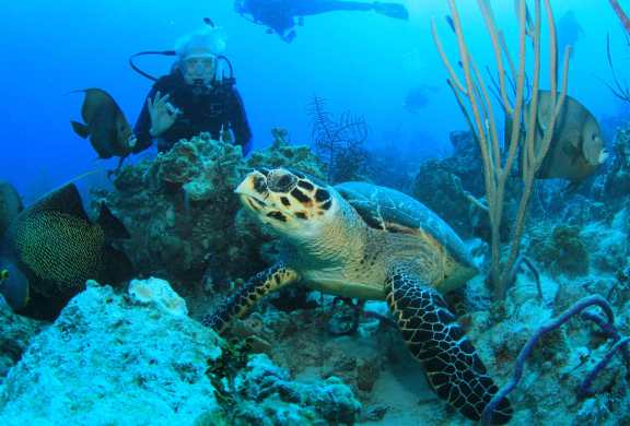 The Bahamas provides enchanting opportunities to witness turtles in their natural habitat. Snorkelers and divers can encounter these graceful creatures gliding through the clear waters, with popular locations like Green Turtle Cay offering memorable encounters.